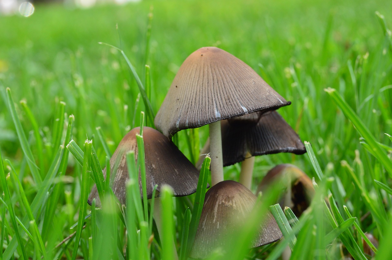 Image - fungi nature forest lawn