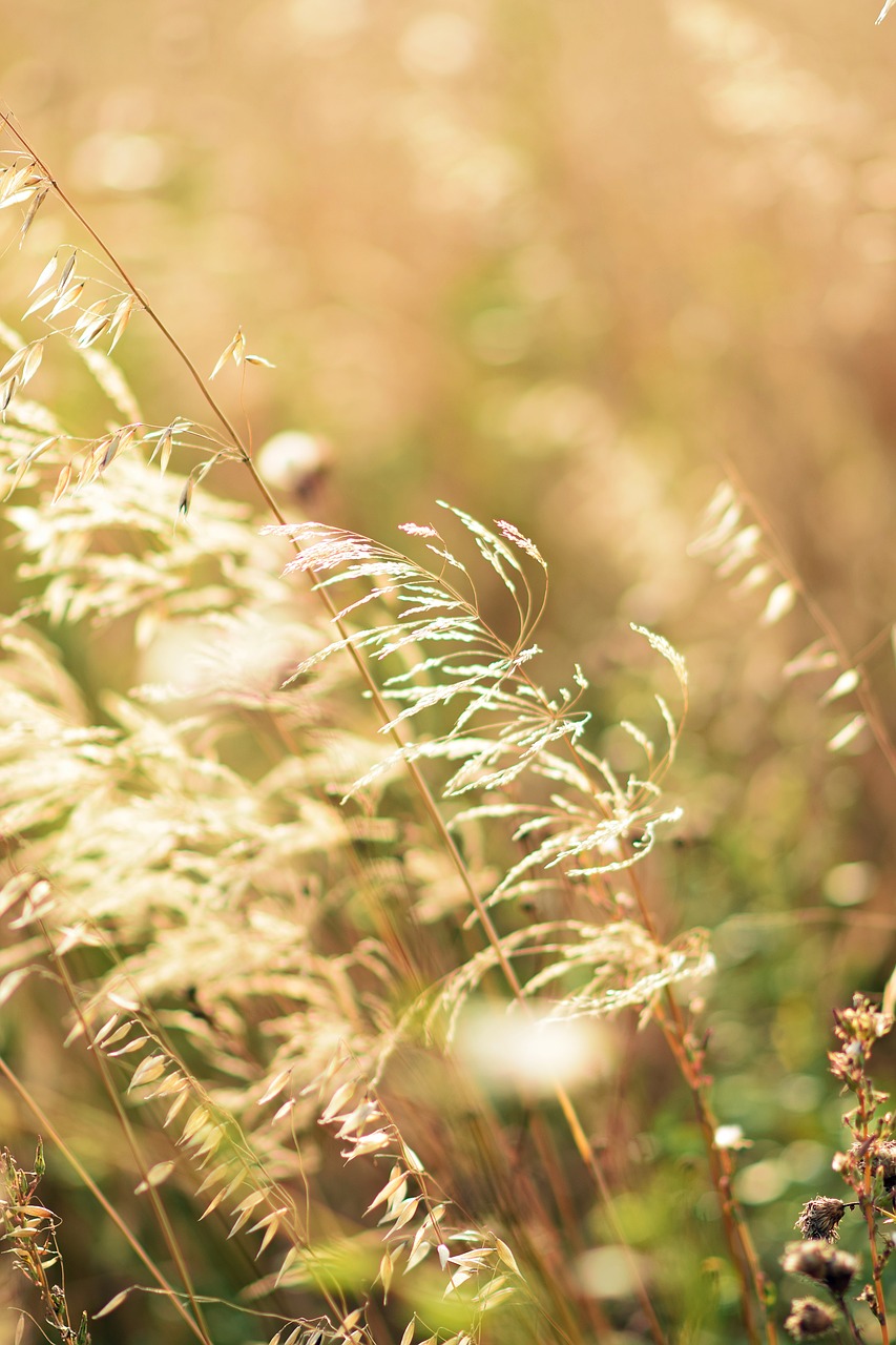 Image - gold nature plant yellow light