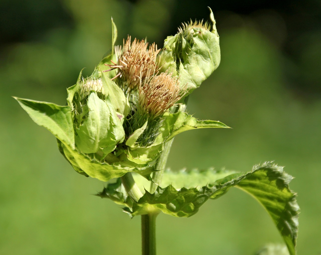 Image - forest meadow plant nature grasses