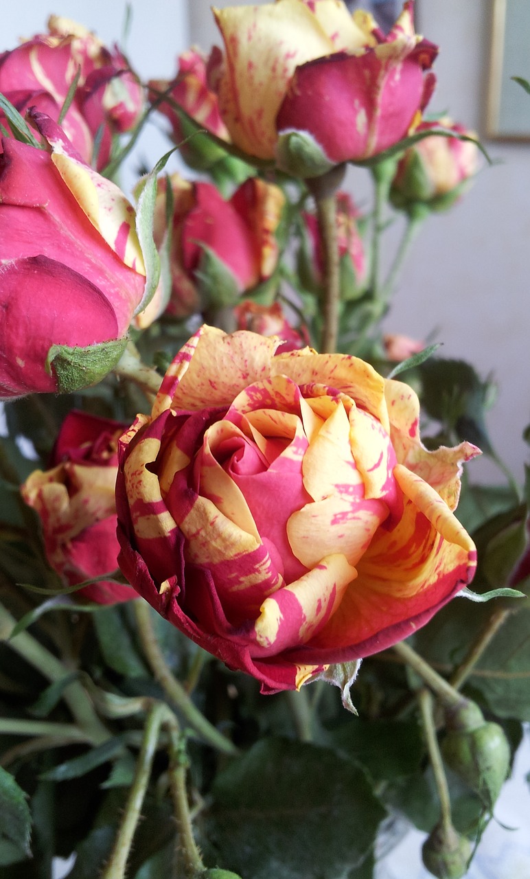 Image - ros yellow red rödgul rödgul rose