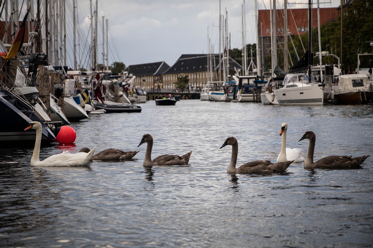 Image - ducks river water animal wild