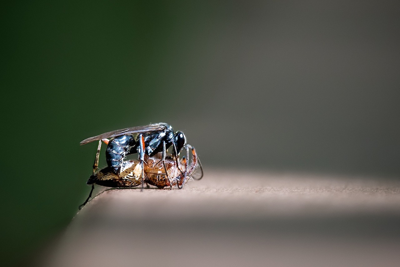 Image - nature fight insect bugs spider