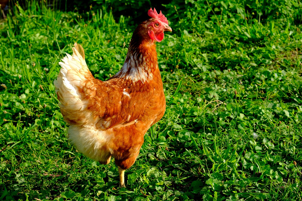 Image - chicken outdoor poultry hen animal