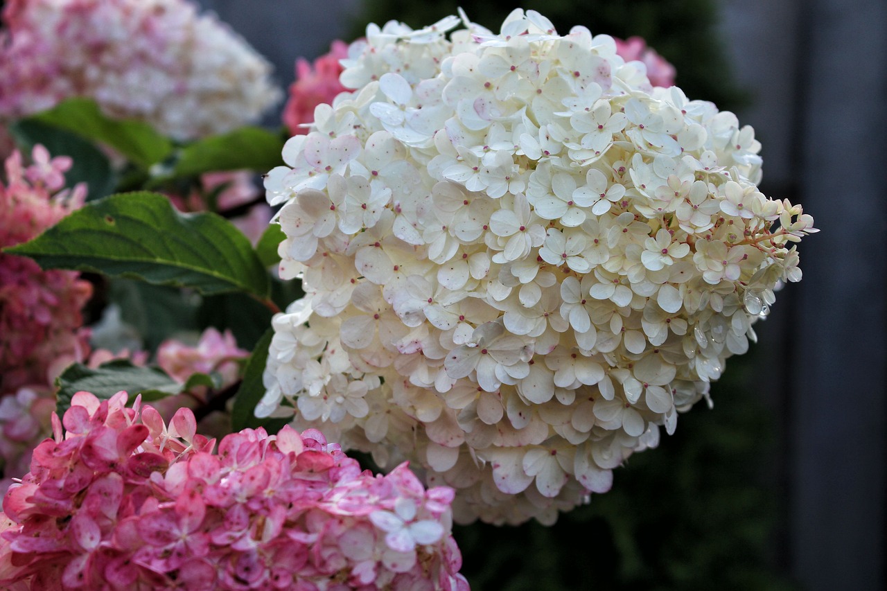 Image - hydrangea flowers hydrangeas
