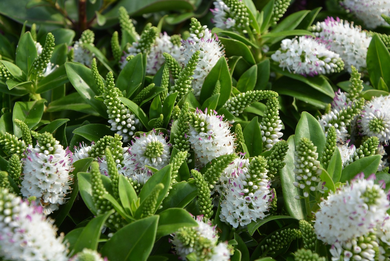 Image - flowers veronique white green leaves
