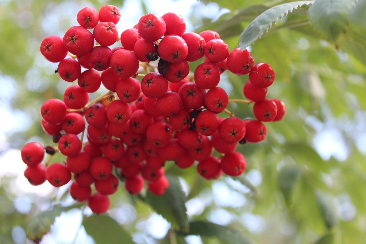 Image - rowan tree plant nature branches