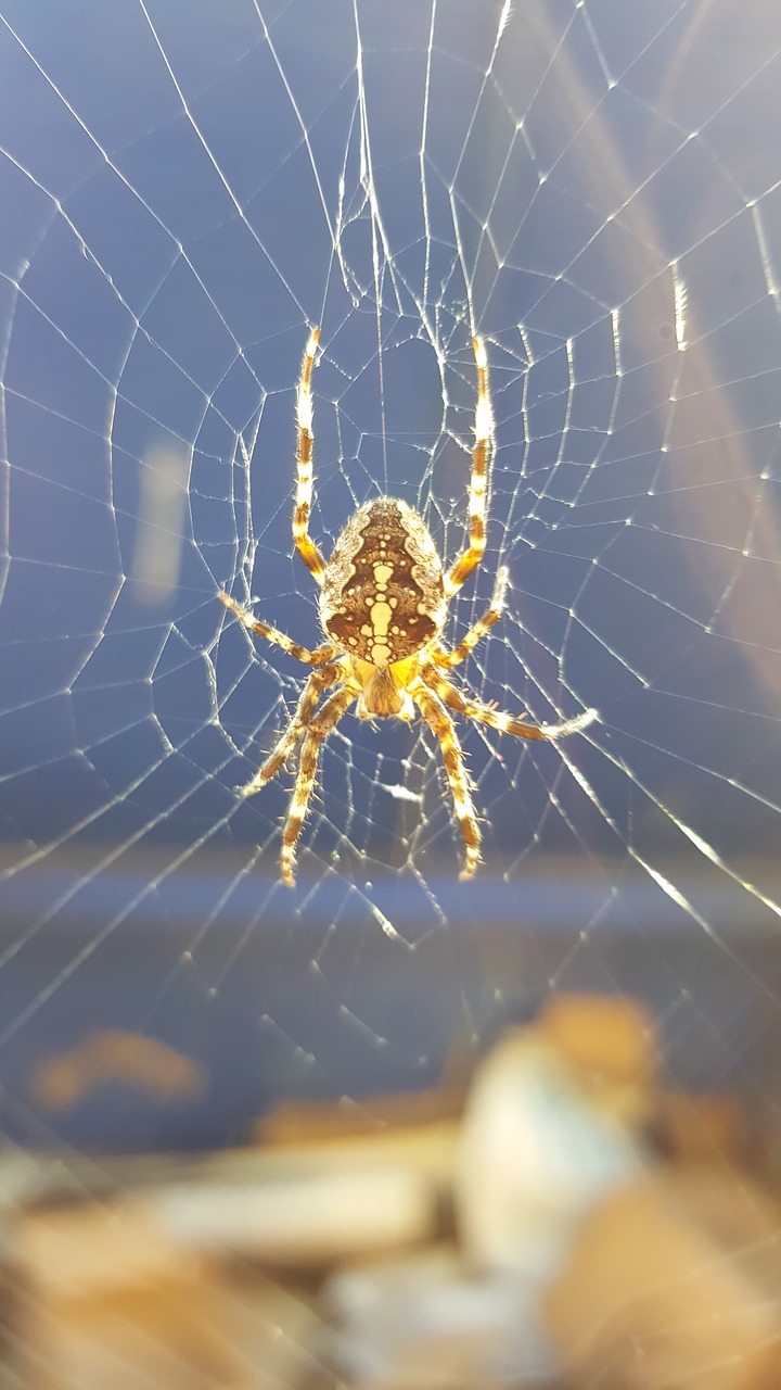 Image - spider poison animal web nature