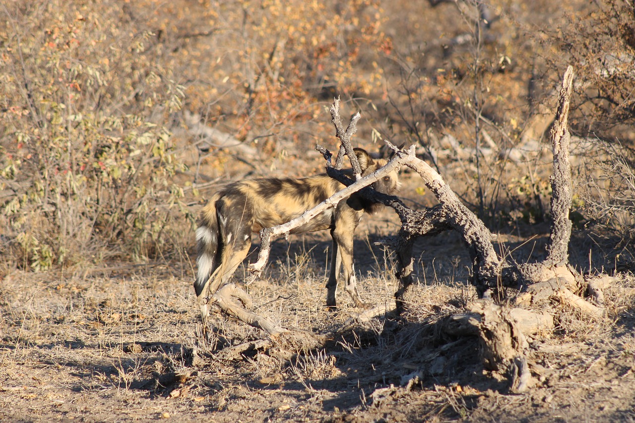 Image - african wild dog kruger africa