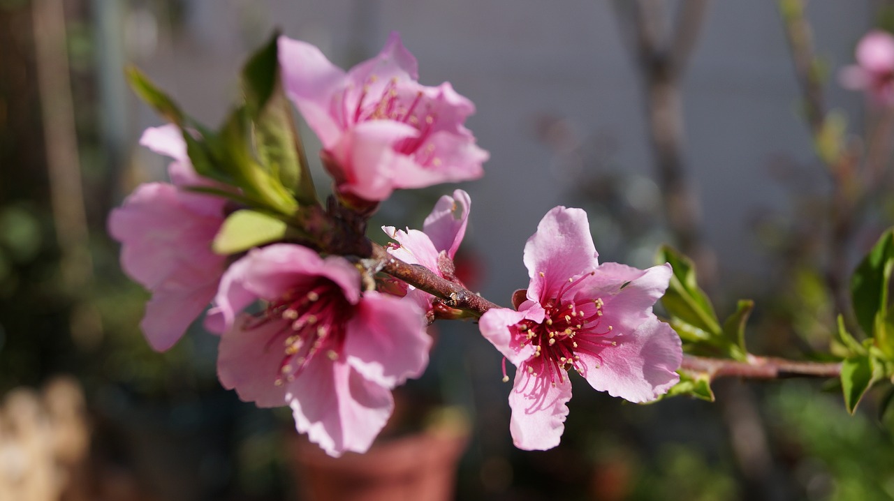 Image - flower peach pink petals flowered
