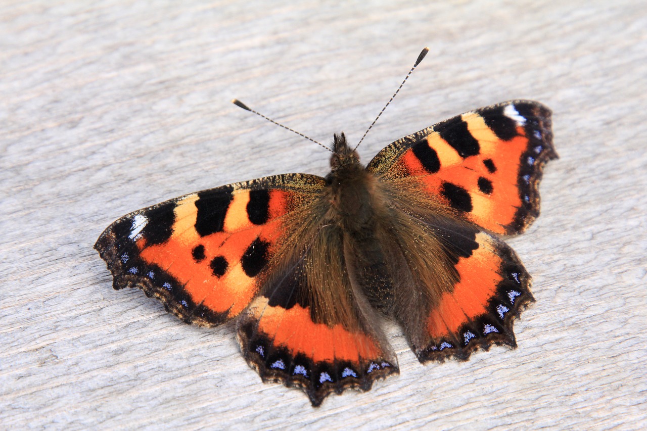 Image - little fox butterfly orange insect