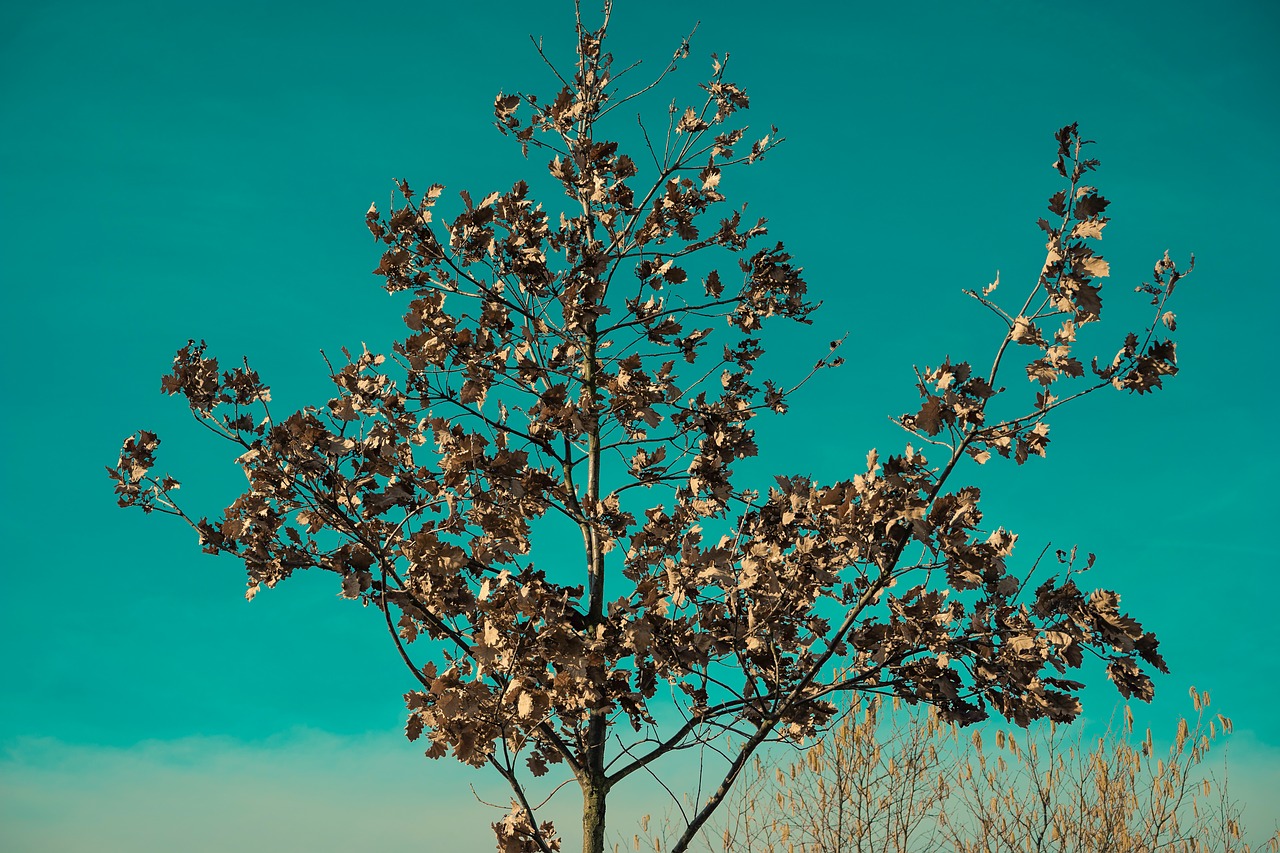 Image - tree close green abstract nature