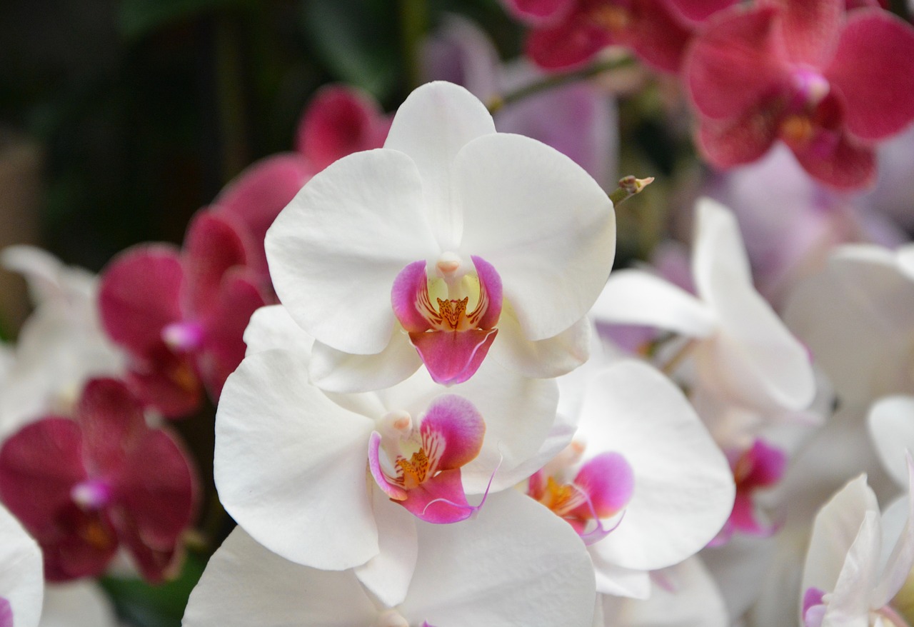 Image - flower orchid white color decoration