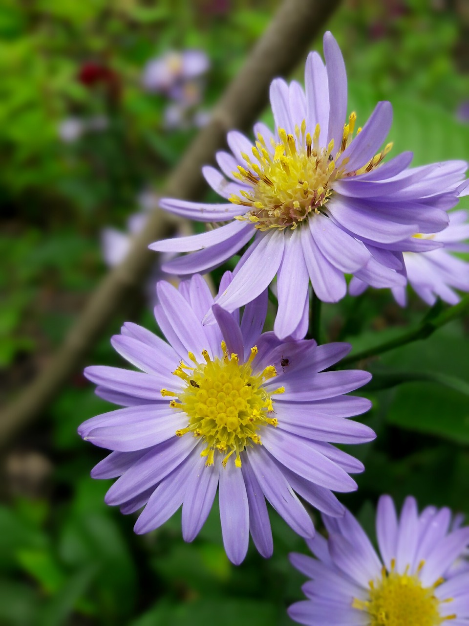Image - flores flowers floral natural