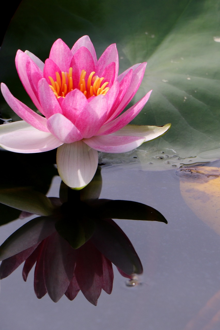Image - china flower lotus