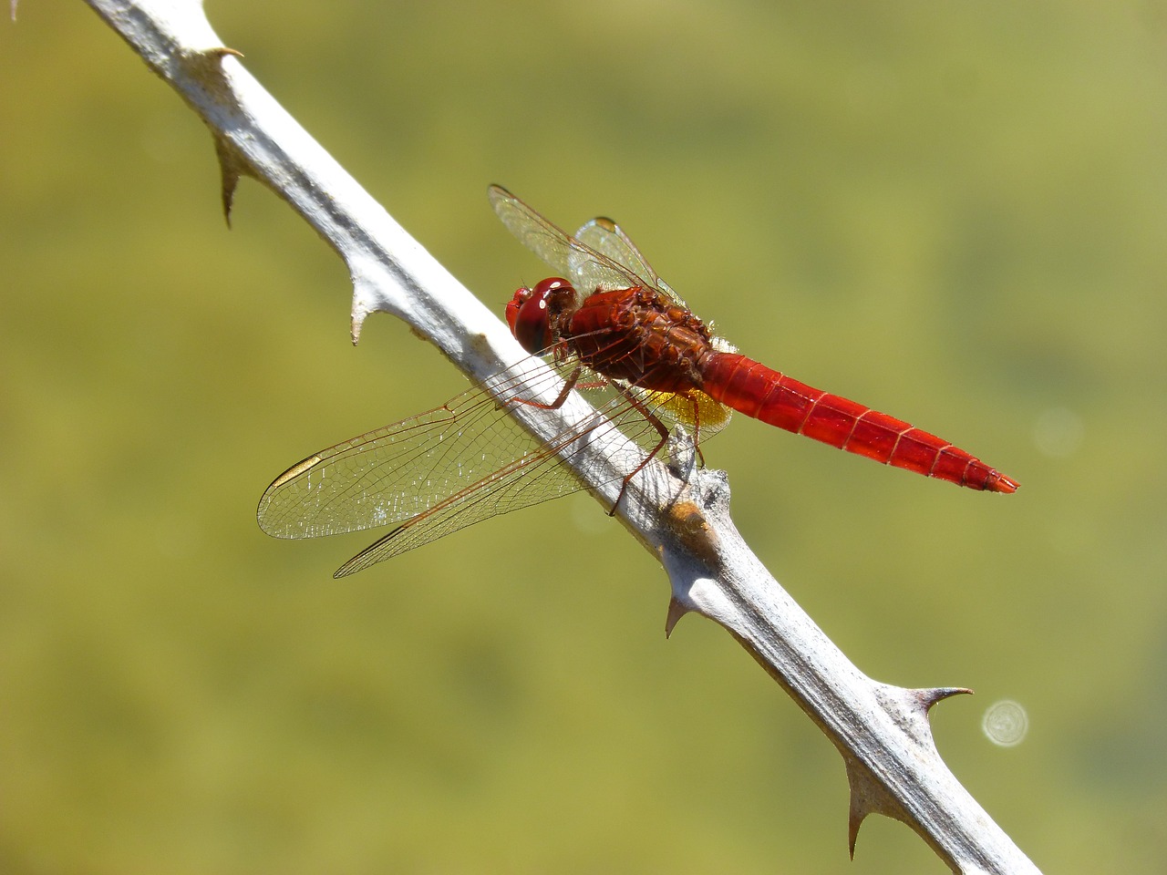 Image - red dragonfly dragonfly branch