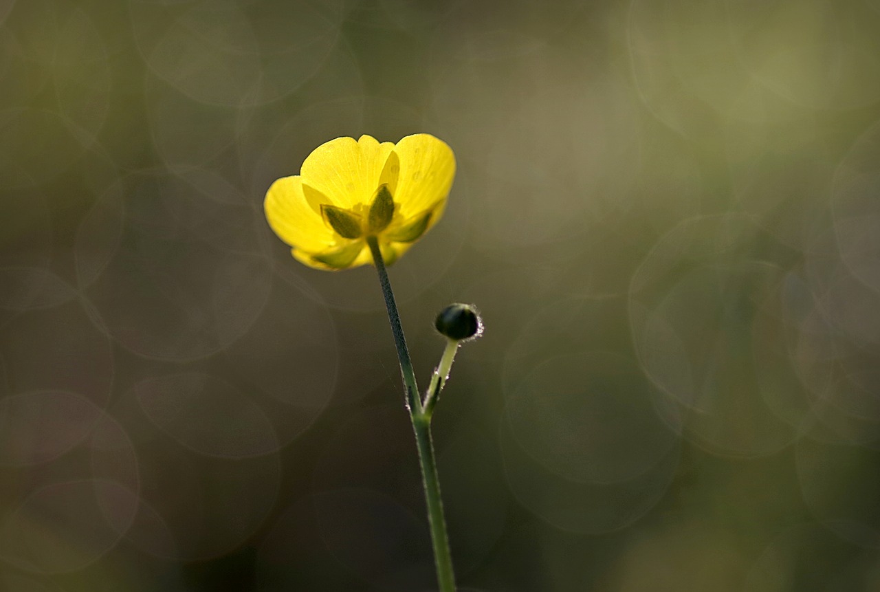 Image - buttercup yellow flower tiny