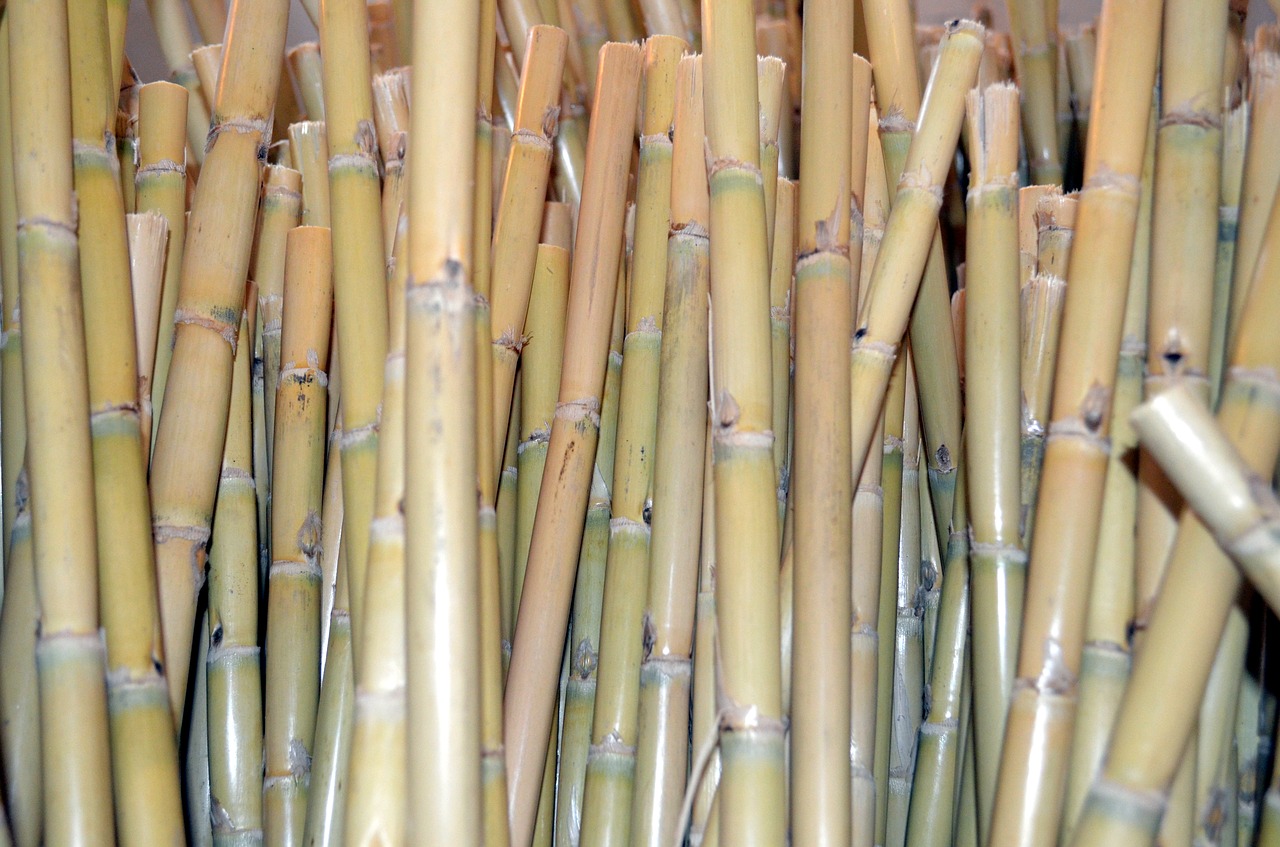 Image - reeds background canneto