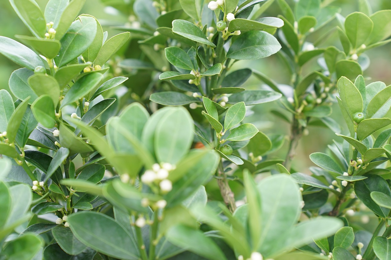 Image - flowering lime plant