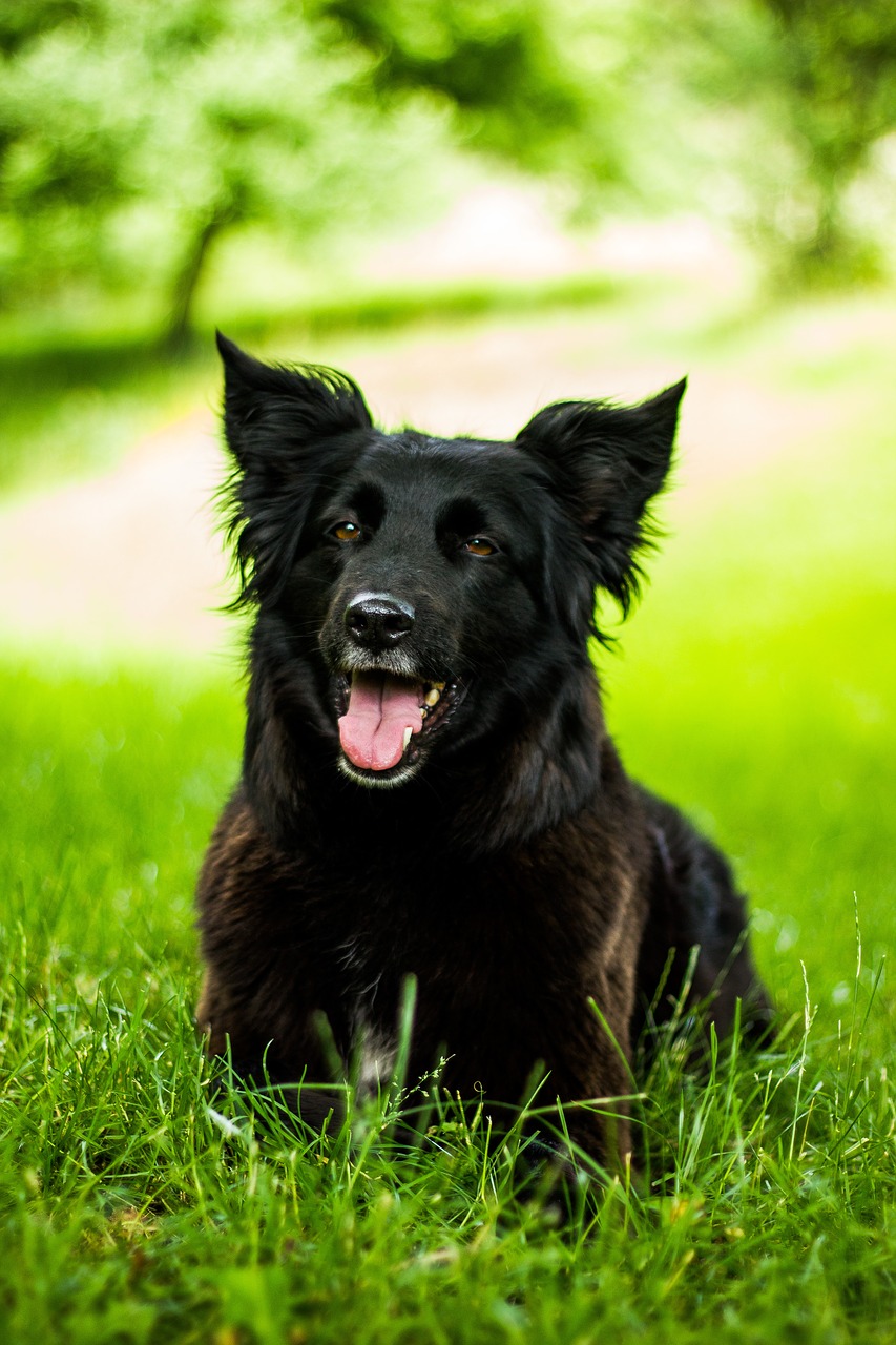 Image - dog black black dog pet