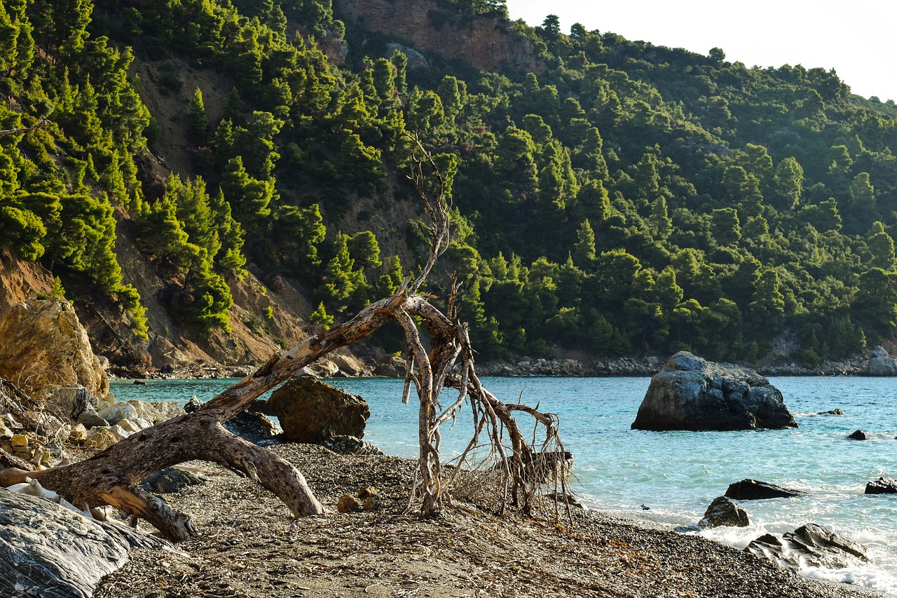Image - beach wild fallen tree empty