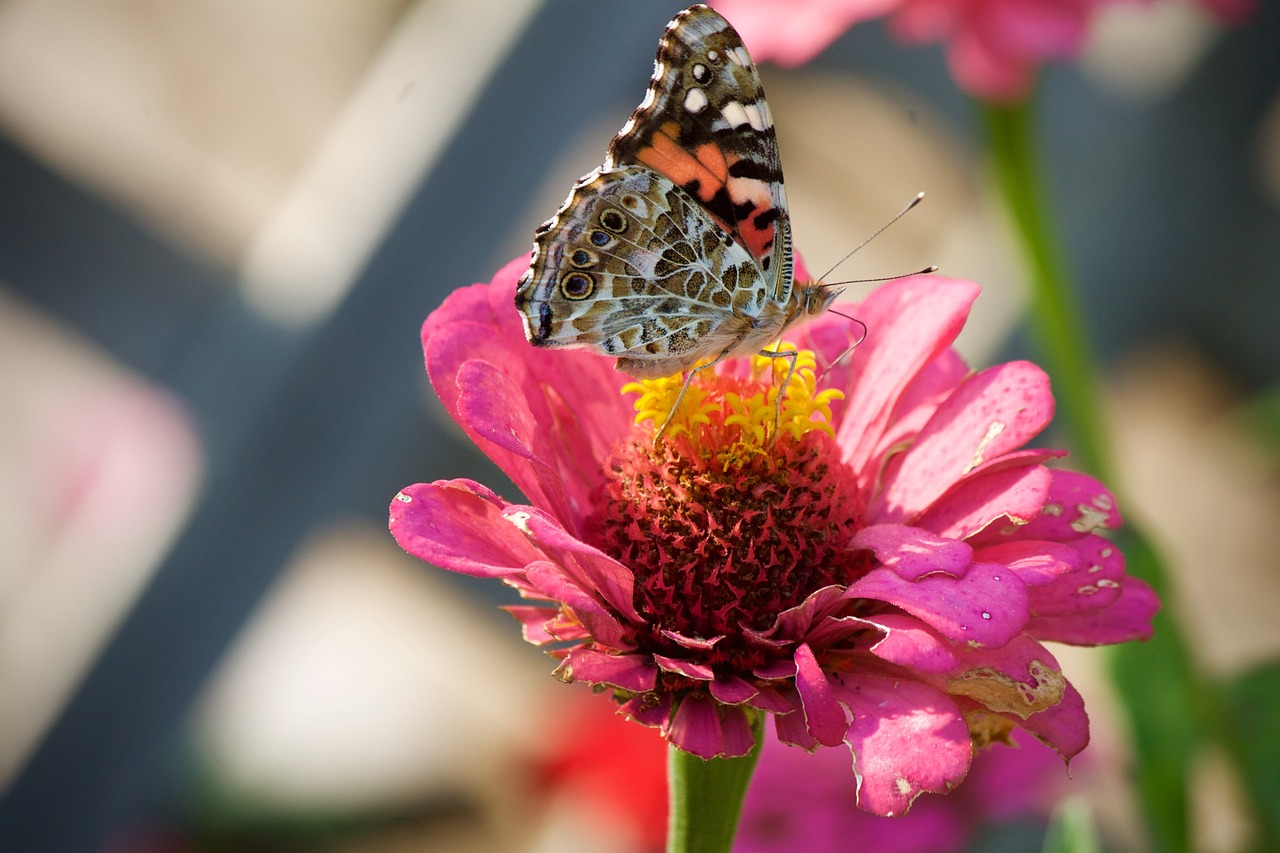 Image - painted lady butterfly butterflies