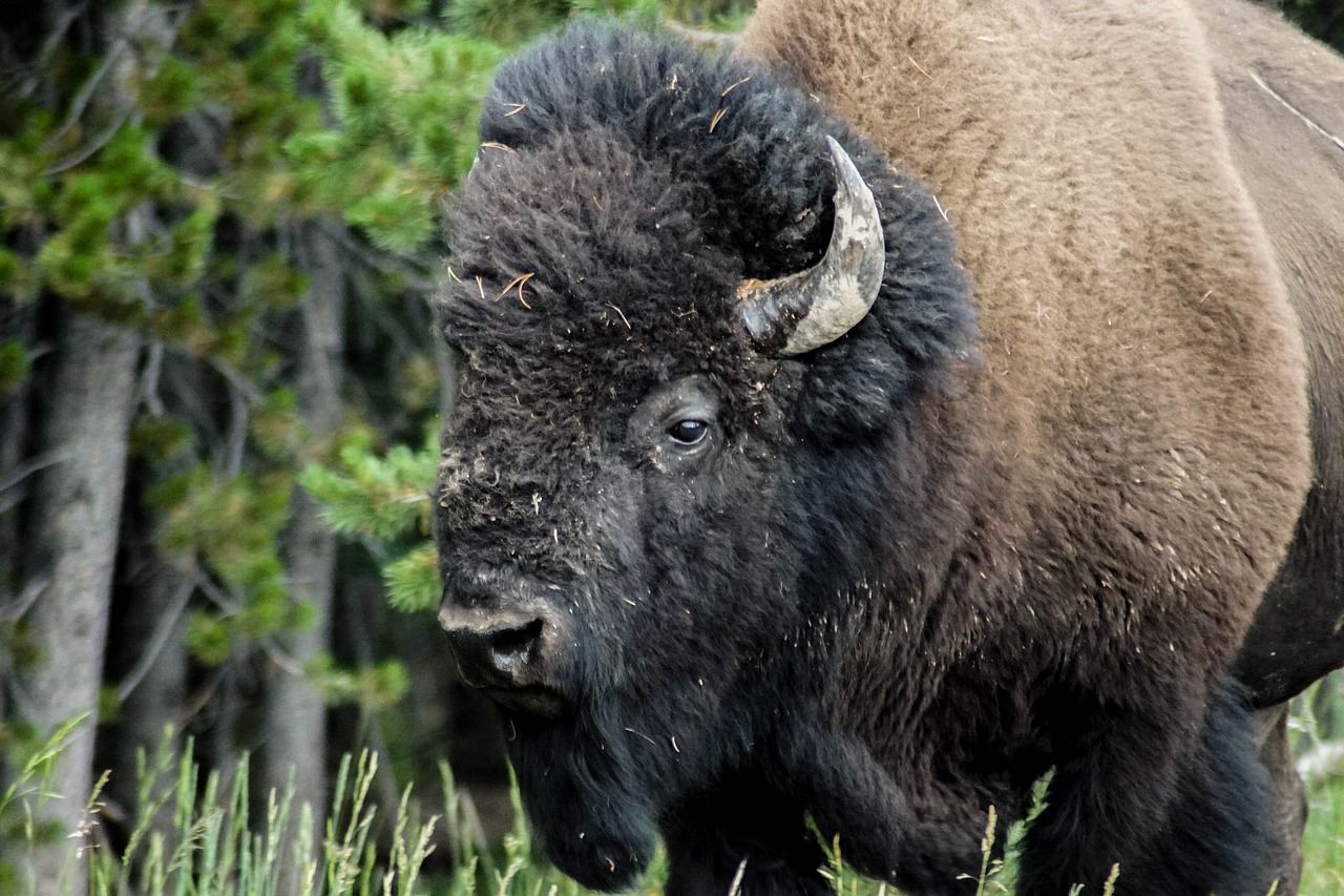 Image - bison animal buffalo nature