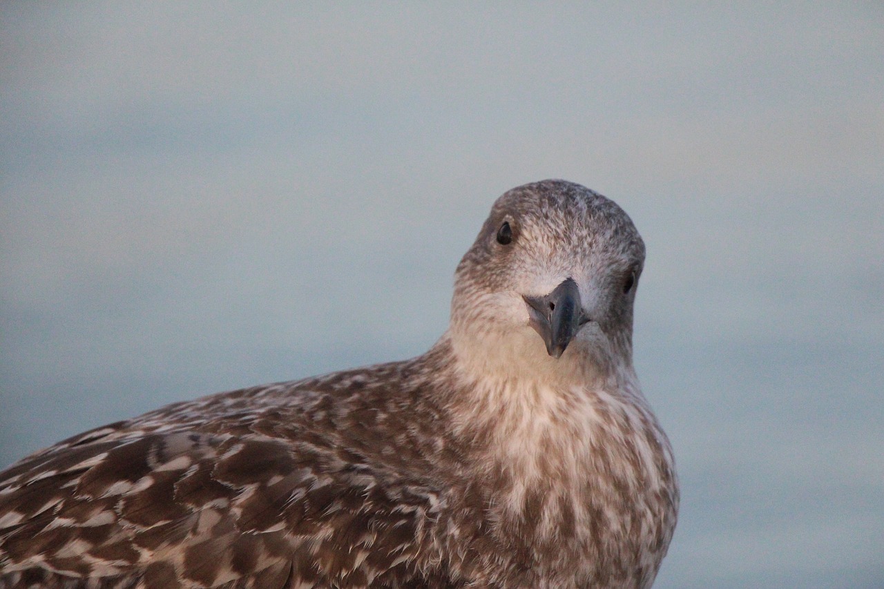 Image - seagull beach ocean bird north sea