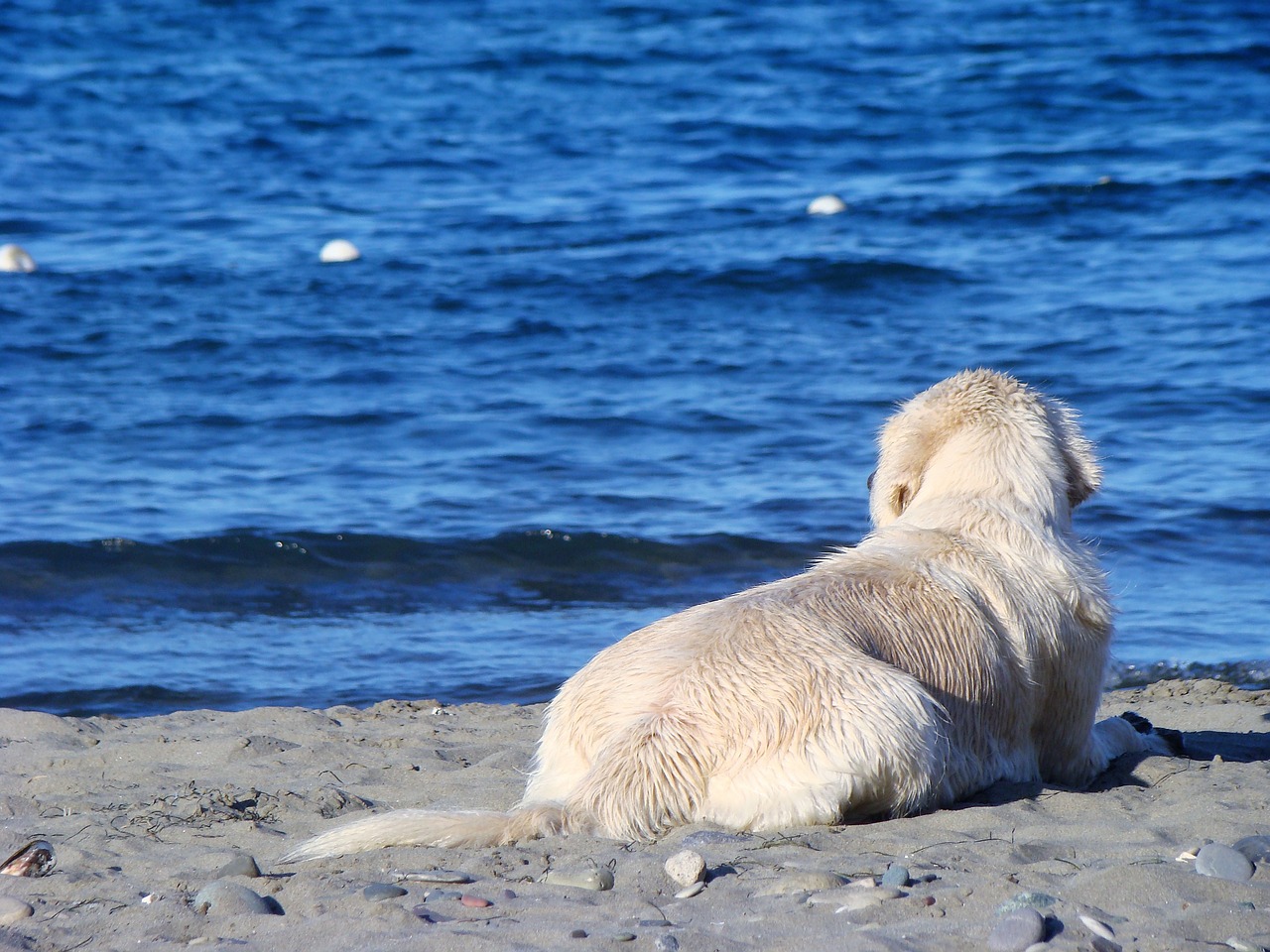 Image - dog marine dogs