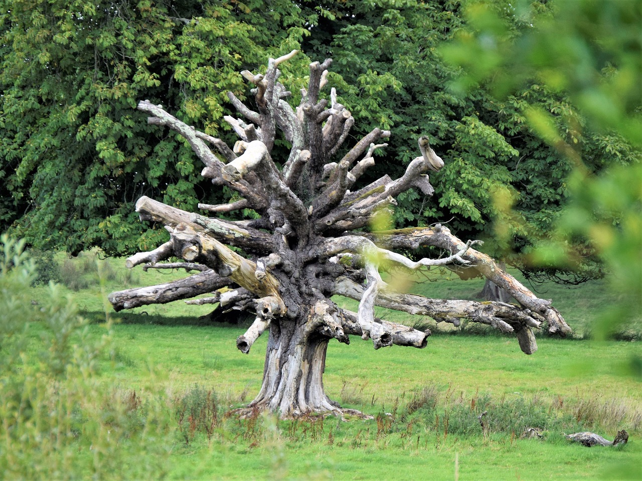 Image - tree dead tree nature park