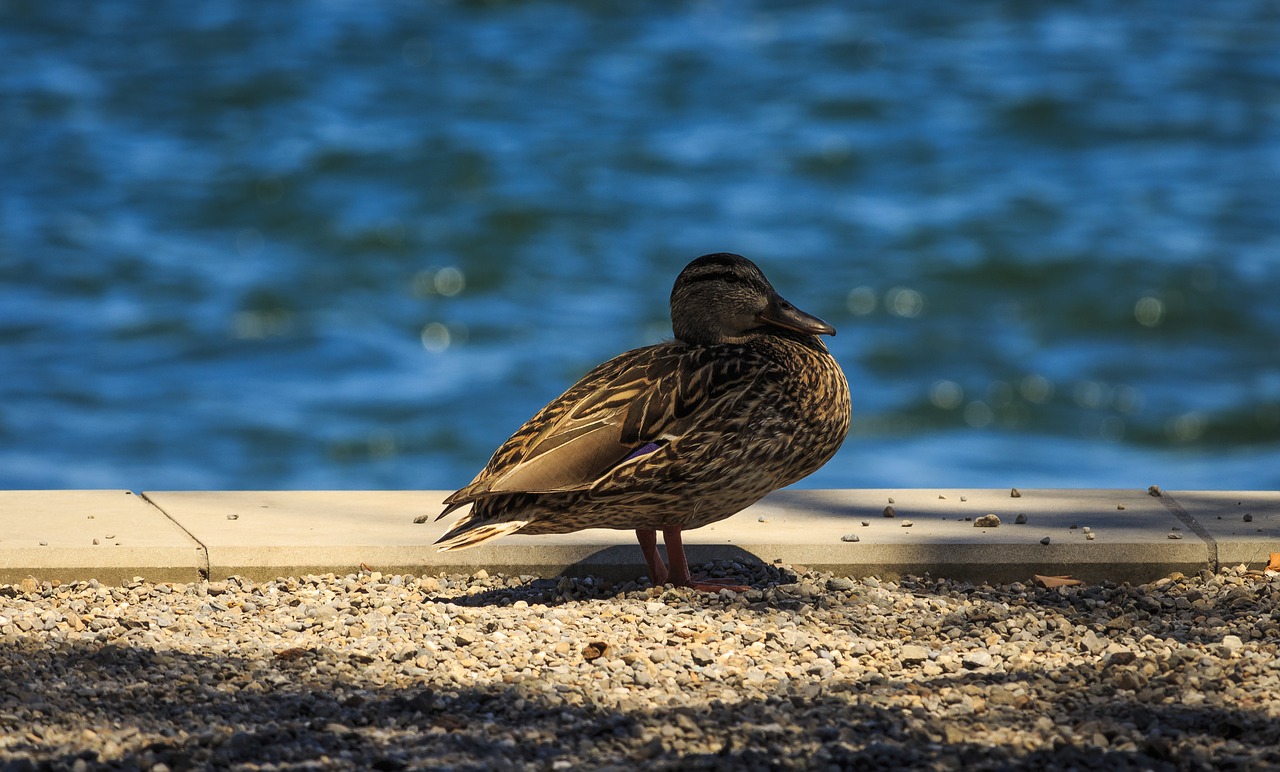 Image - duck lake constance mallard