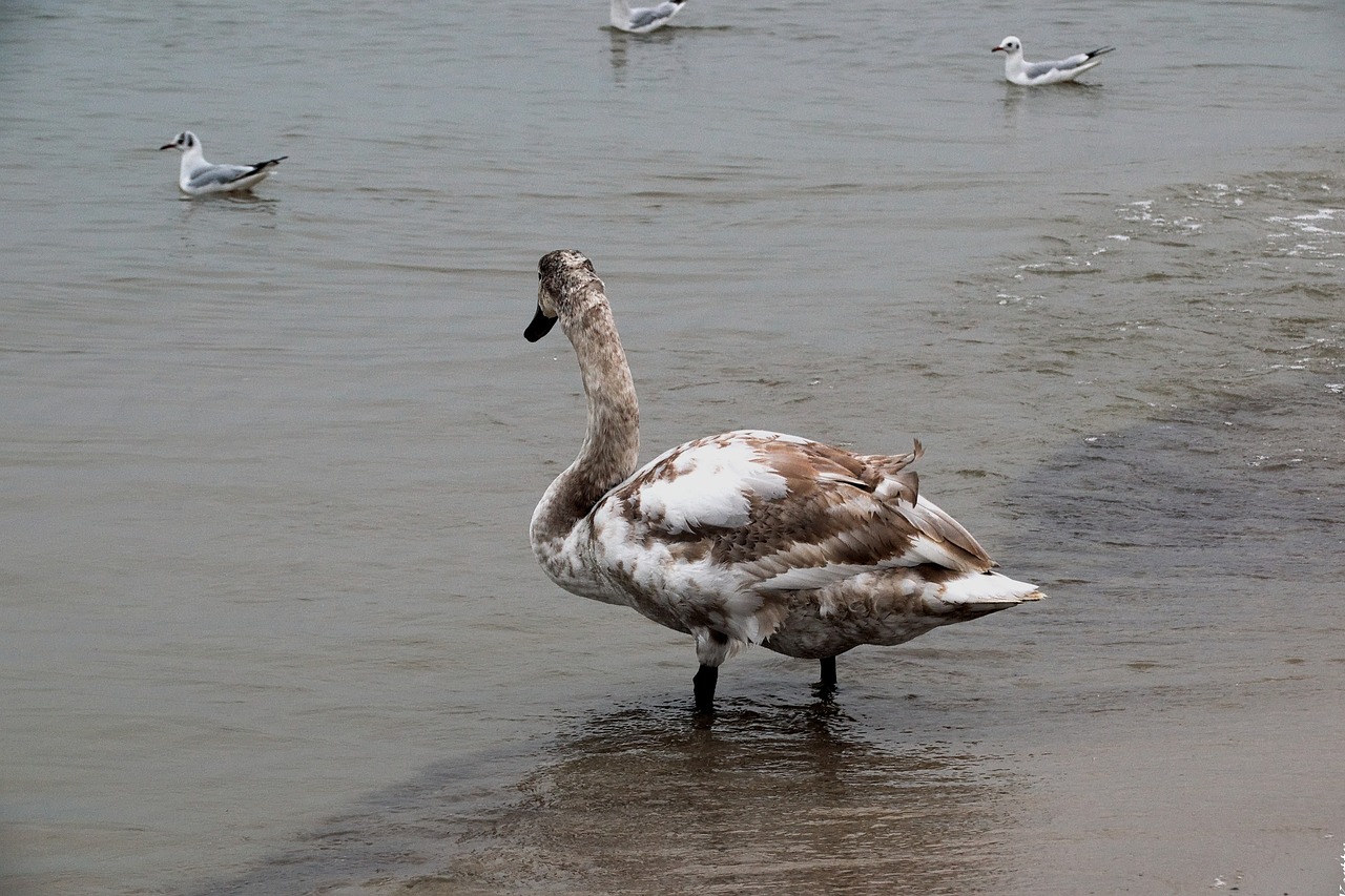 Image - swan sea water the coast nature