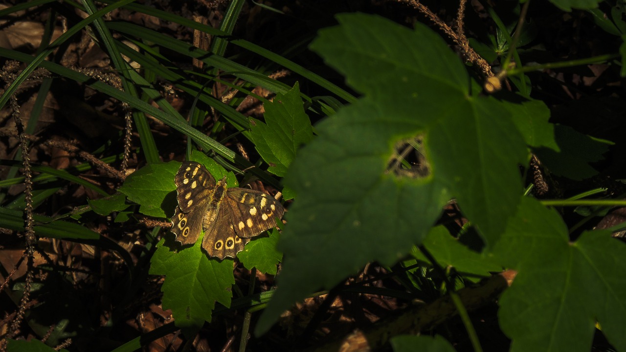 Image - butterfly summer close insect