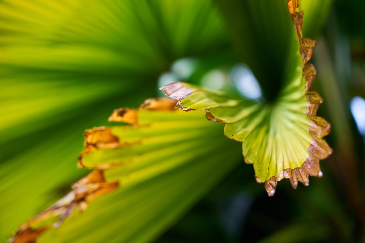 Image - leaves green palm texture nature