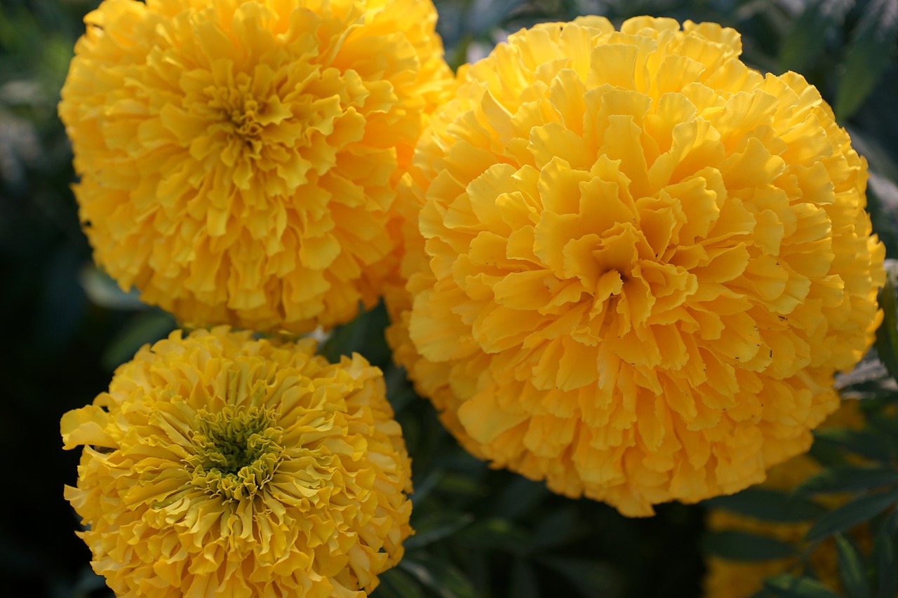 Image - flower yellow orange marigold