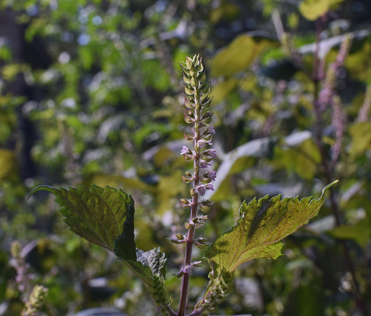 Image - beefsteak plant wild basil plant