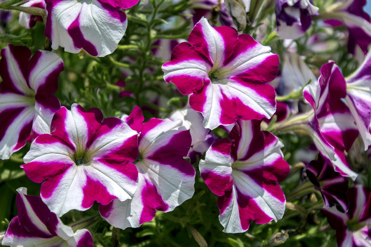Image - exotic flower garden flowers flower