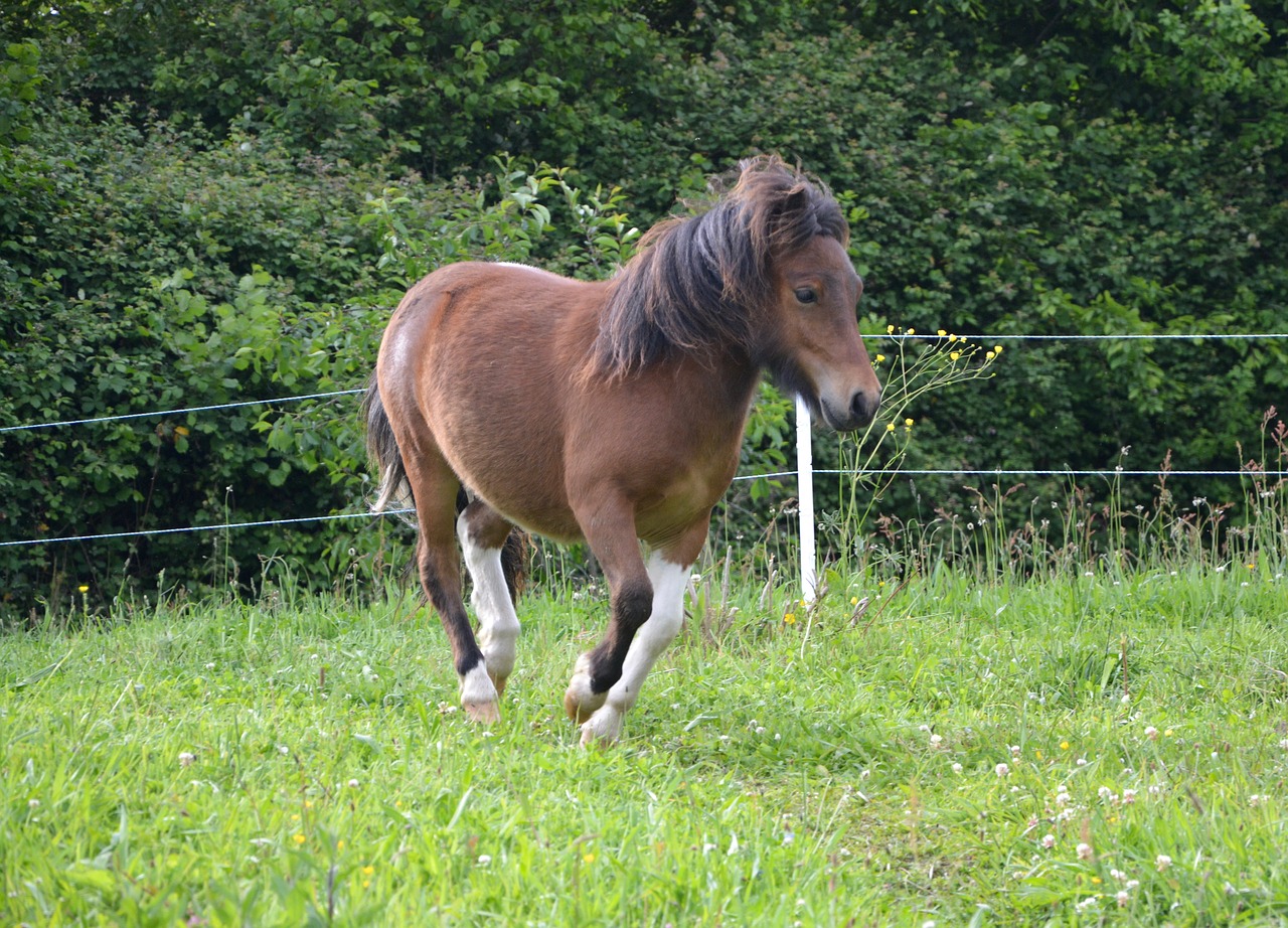 Image - shetland pony running run