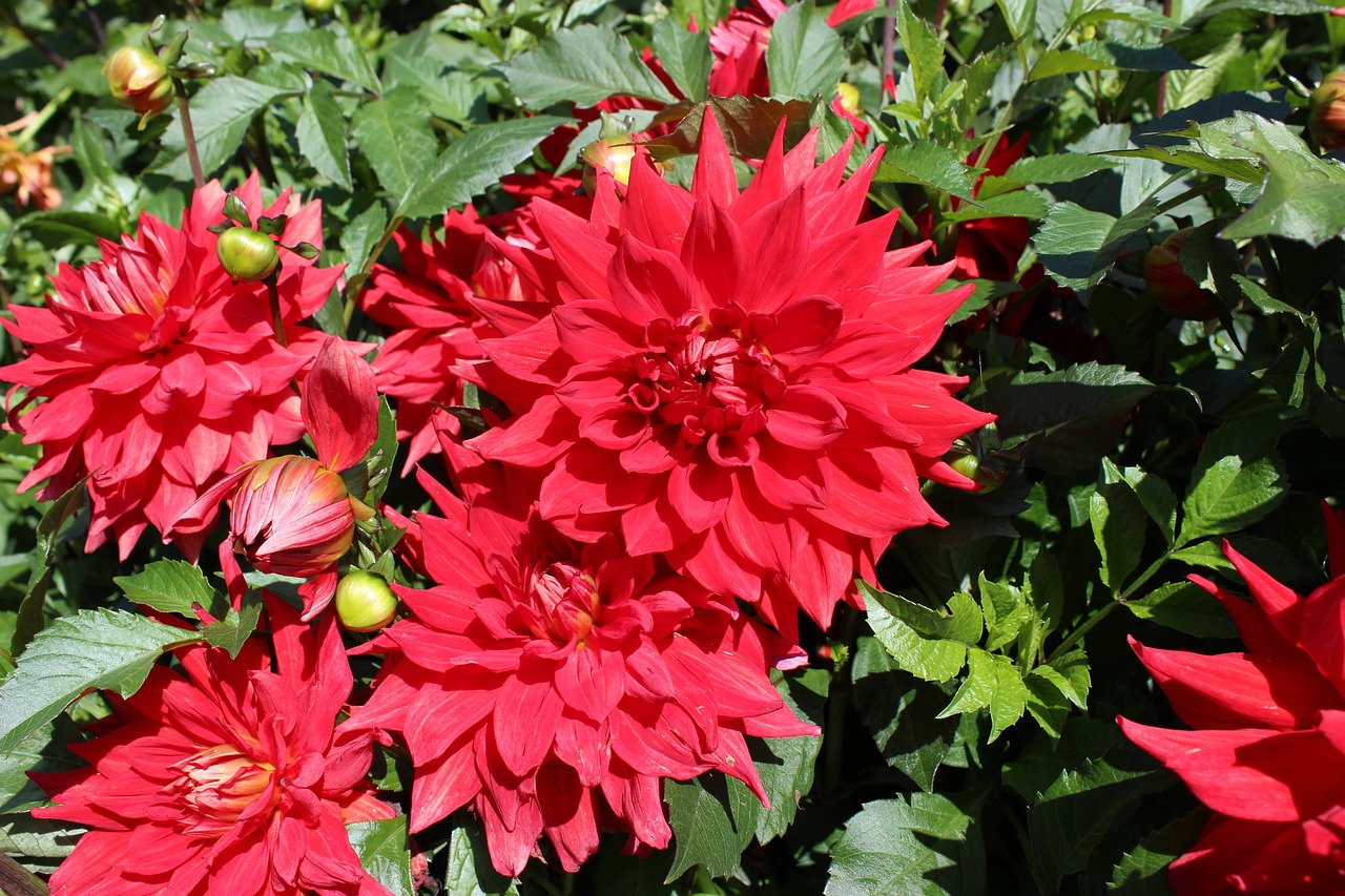 Image - dahlias dahlia red blossom bloom