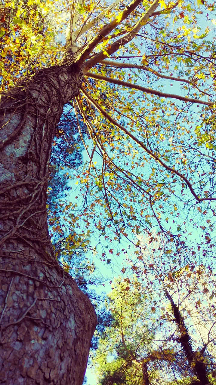 Image - tree big chiu