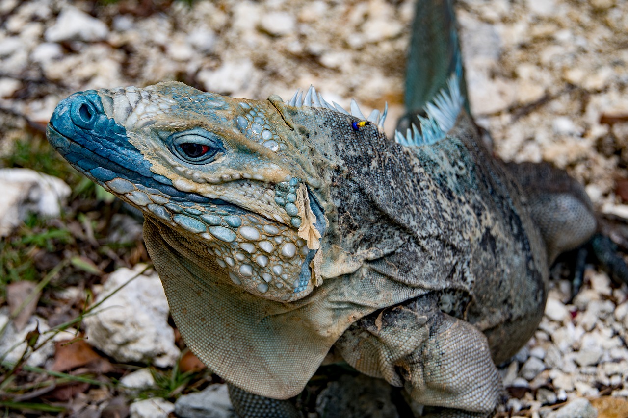 Image - c tropical nature tourism