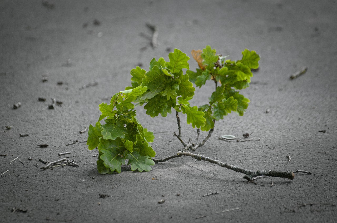 Image - branch oak canceled leaves