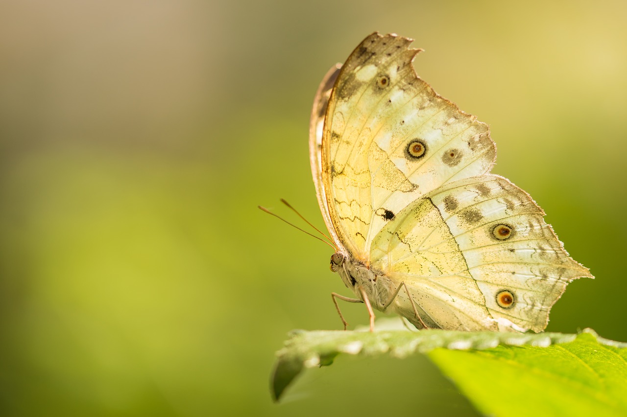 Image - butterfly macro nature bug garden