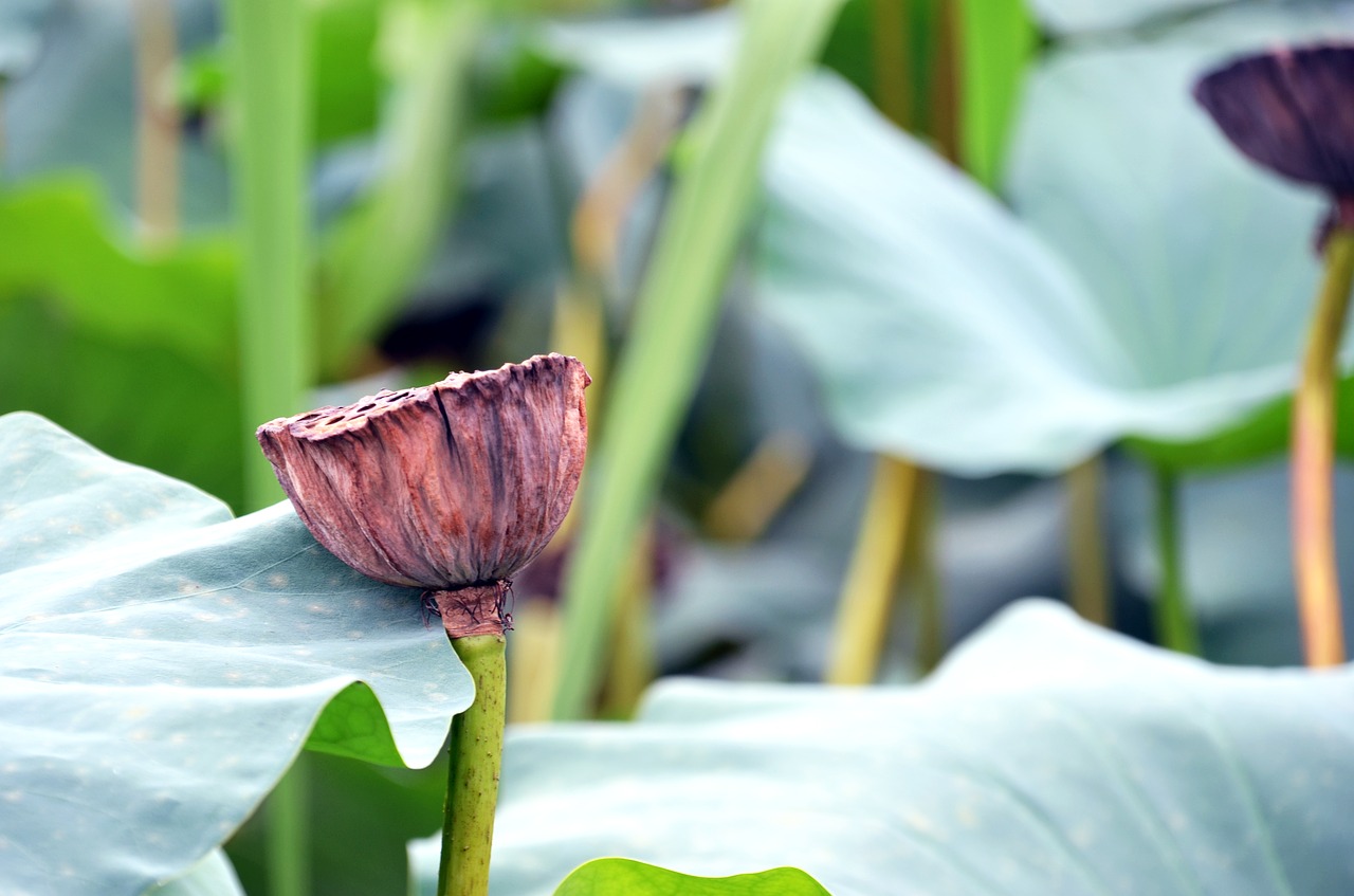 Image - lotus flowers semi circle kite