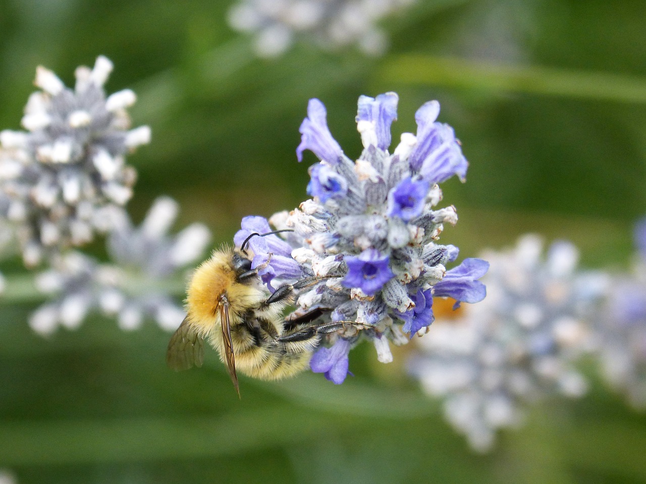 Image - drone libar wild flower lavender