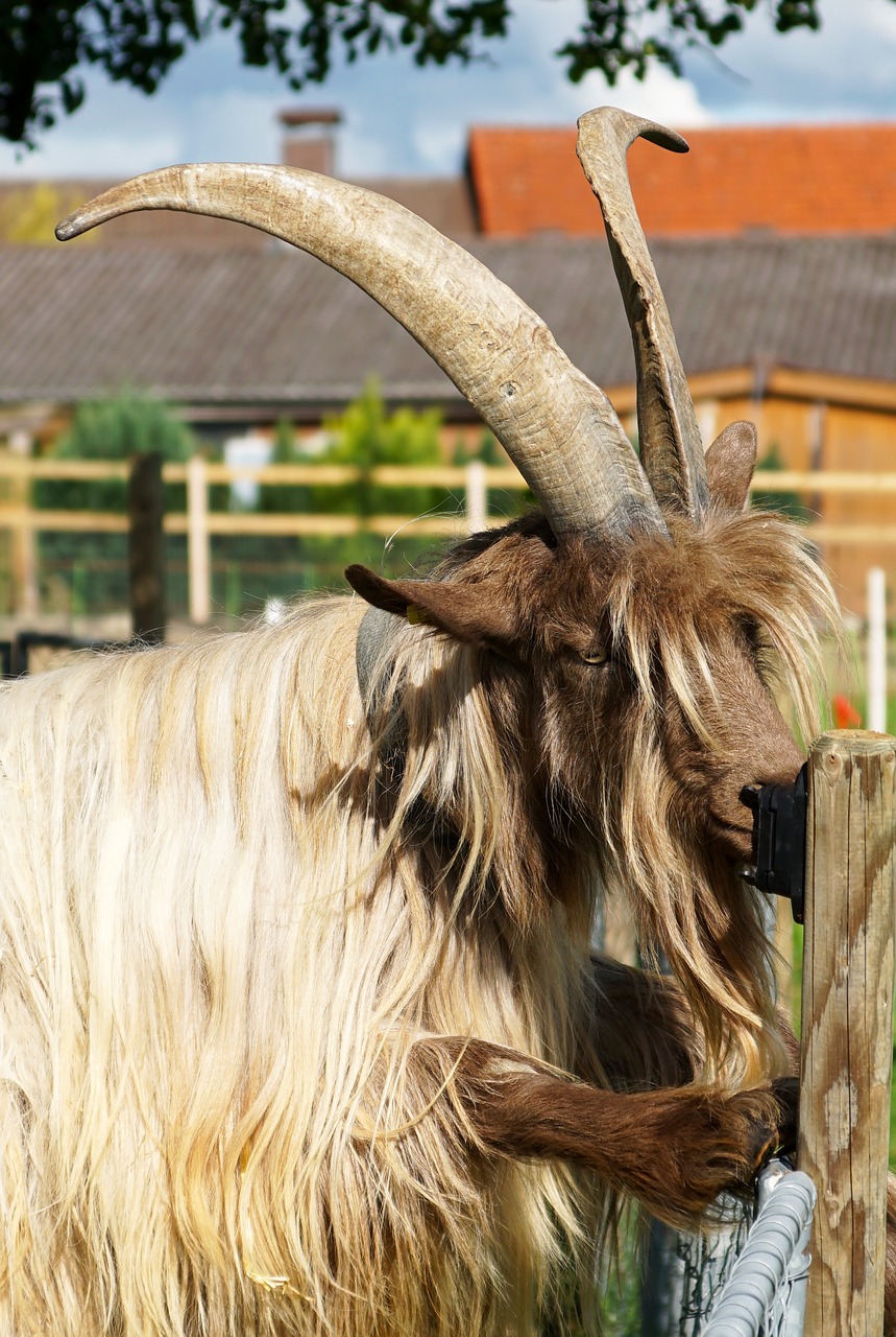Image - goat large horns fur hair rarely
