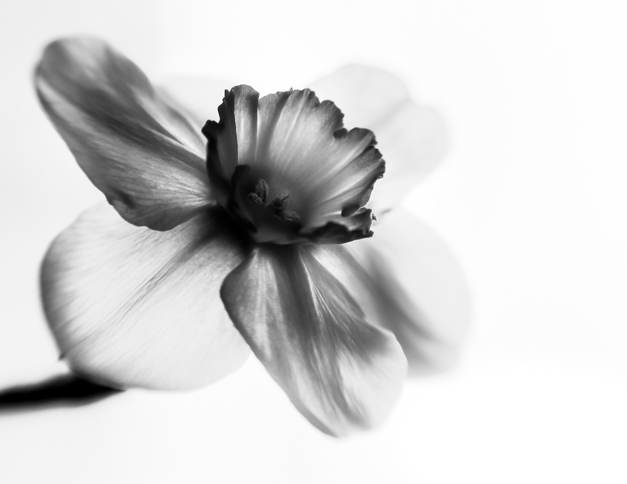 Image - flower black white contrast nature