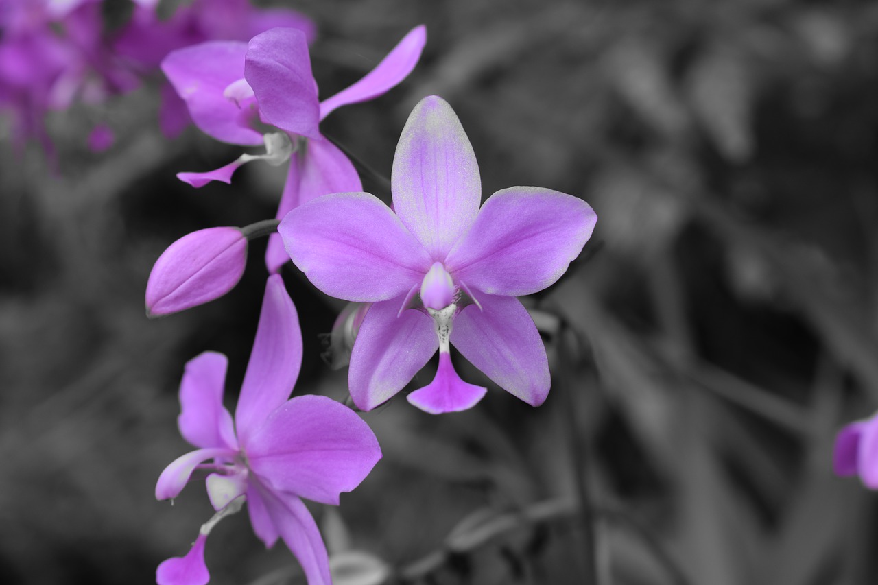 Image - flower nature botanical nikon