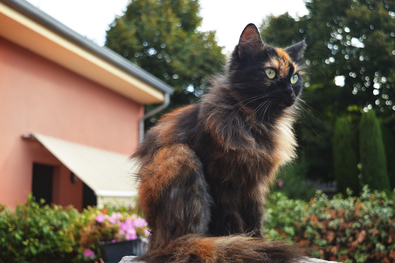 Image - cat background house eyes colors
