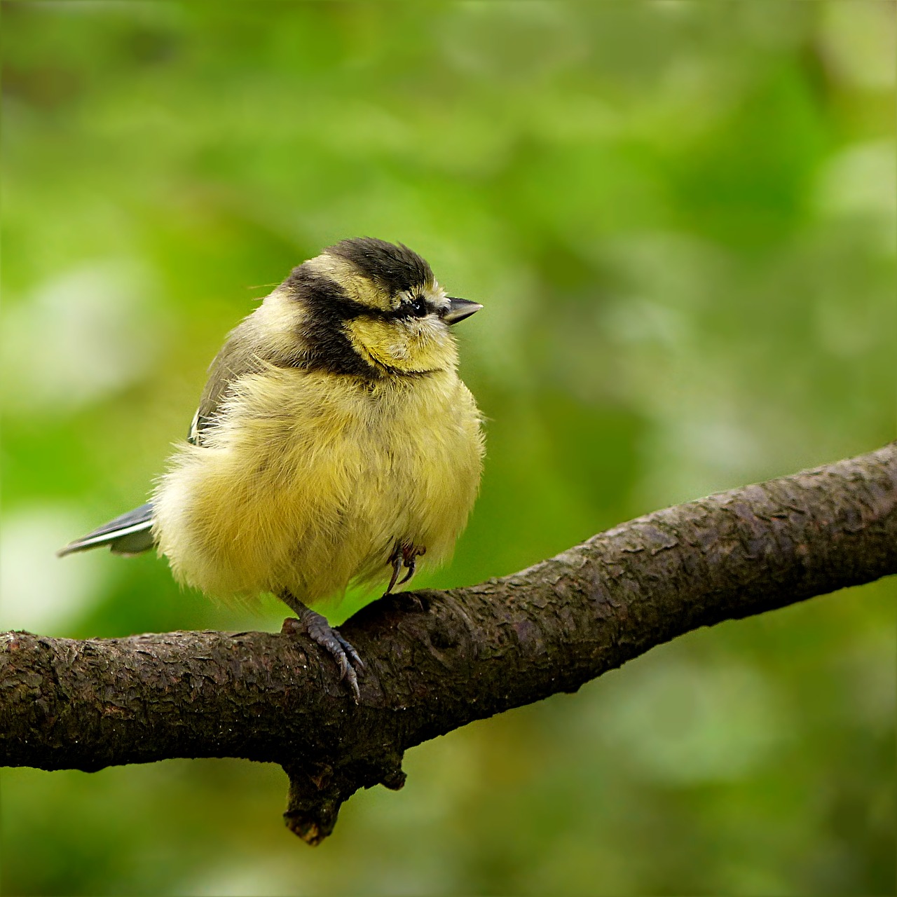 Image - bird tit blue tit