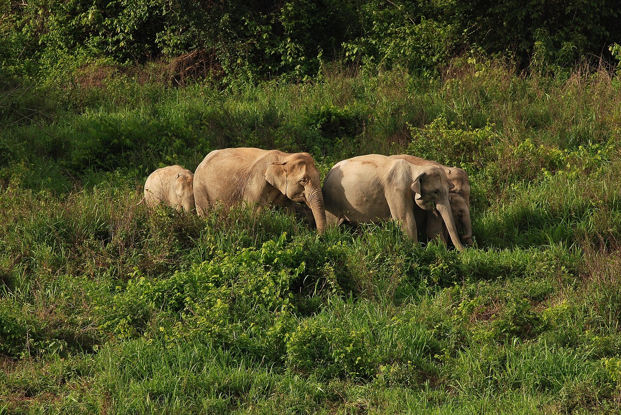 Image - wild elephant elephant asia
